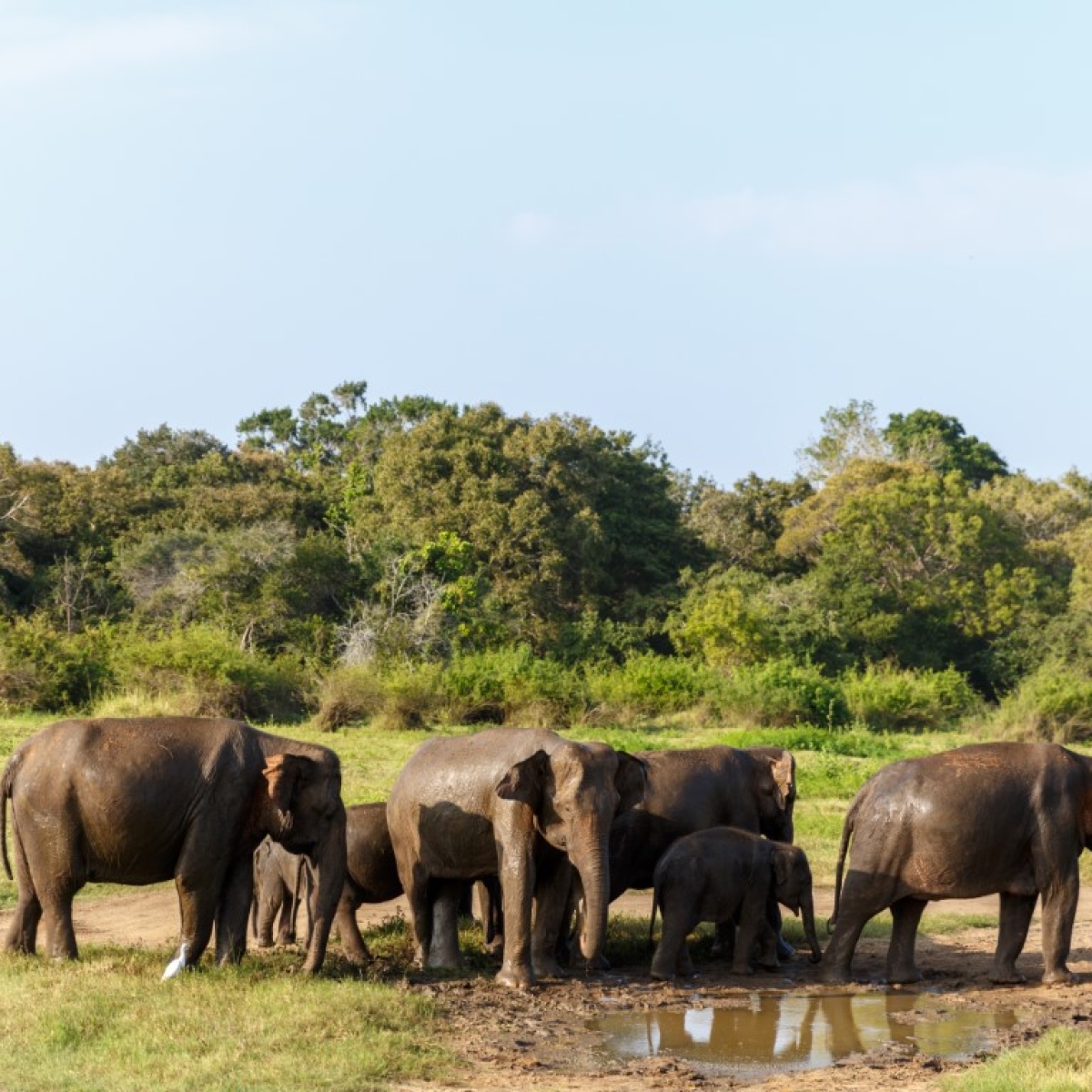  Udawalawe National Park